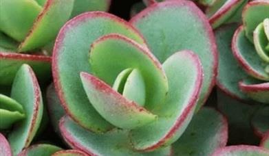 Photo of small succulent leaves