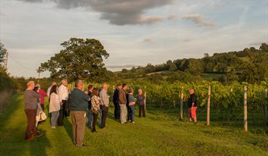 White Castle Vineyard