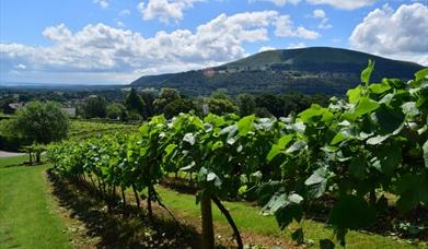 Sugarloaf Vineyard