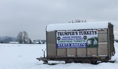 Trumpers Turkeys
