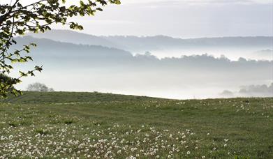 Wyeswood Common (Lauri Maclean)