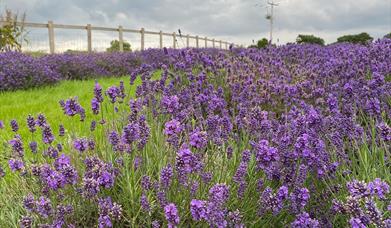 @parcgracedieufarm Lavender