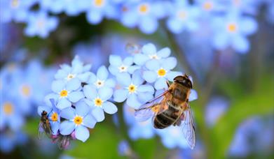 Bee