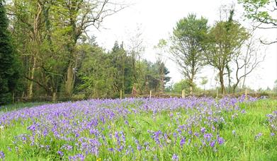 lower minnetts field spring 2019 (hugh gregory)