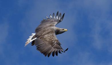 Sea Eagle in Sky