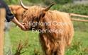 Lower House Farm highland cow