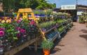 Millbrook Garden Centre near Monmouth  plants outside