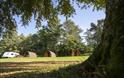 Bracelands campsite, grass and woodlands with green trees and glamping pods