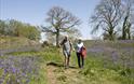 couple enjoy walking through  Coed Y Bwnydd Hill Fort & Woodlands with bluebells