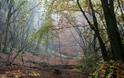 Margaret's Wood (Lauri MacLean)