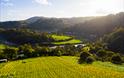 Parva Vineyard