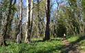 Priory Wood -  (Lowri Watkins)