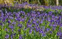 Prisk Wood, Spring walk (Hamish Blair) (4)