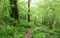 Strawberry Cottage Wood (Gabi Horup)
