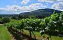 Sugarloaf Vineyard