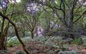 The Wern woods,  (Kath Beasley)