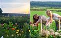flower fields in monmouthshire as people pick and enjoy the flowers