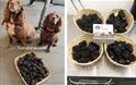 The Welsh Truffle Company