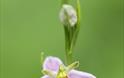 bee orchid on Dixton embankment Monmouth (Chris Deeney)
