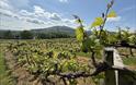 Sugar Loaf Vineyards in abergavenny countryside