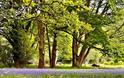 Beacon Hill Bluebells
