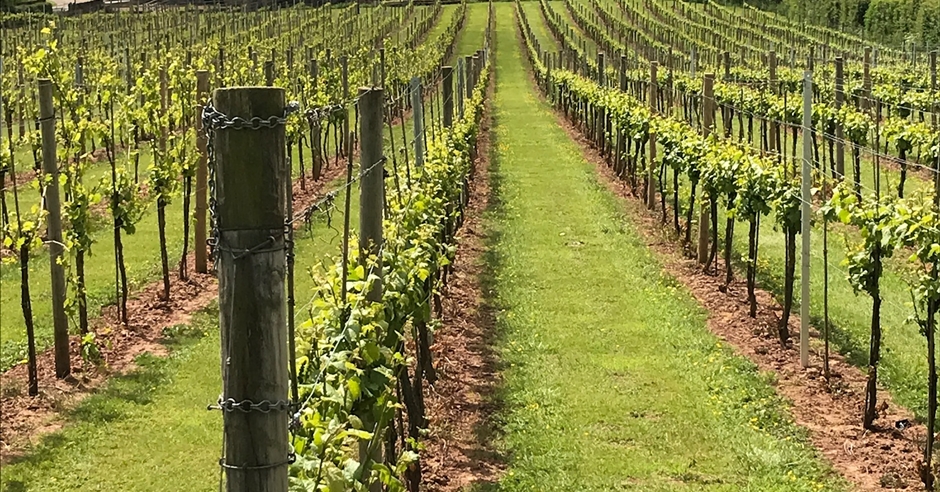 White Castle Vineyard - Vineyard in Abergavenny, Abergavenny - Visit ...