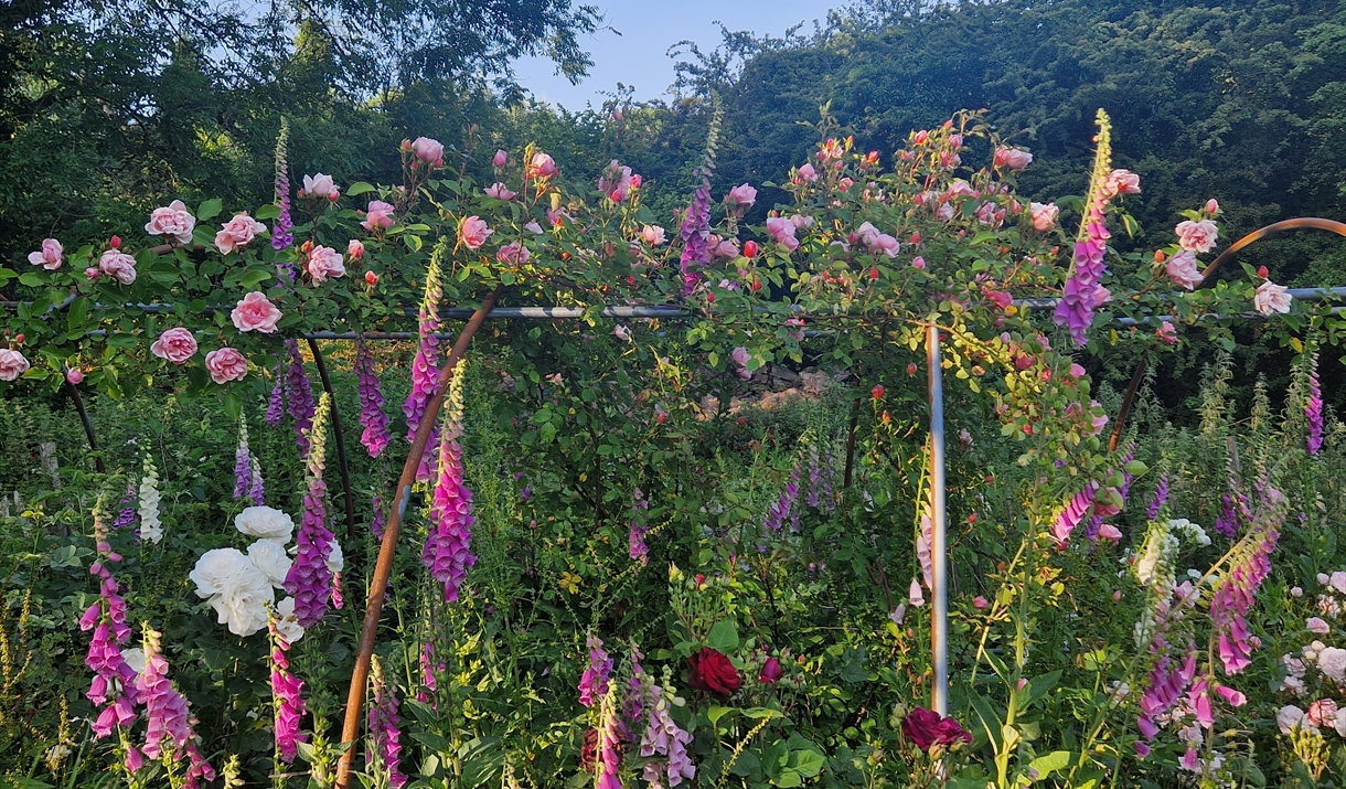 Far Hill Flowers