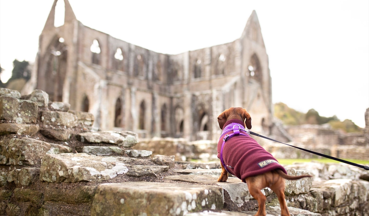 Tintern Abbey
