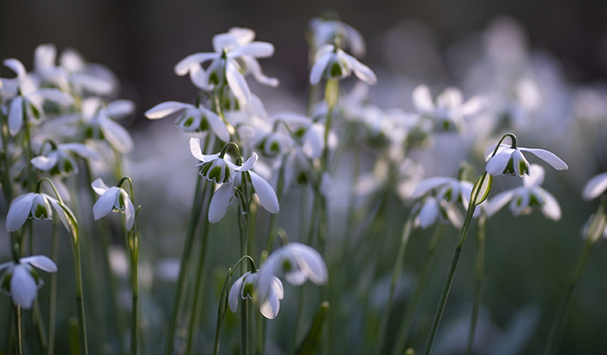 Snowdrops