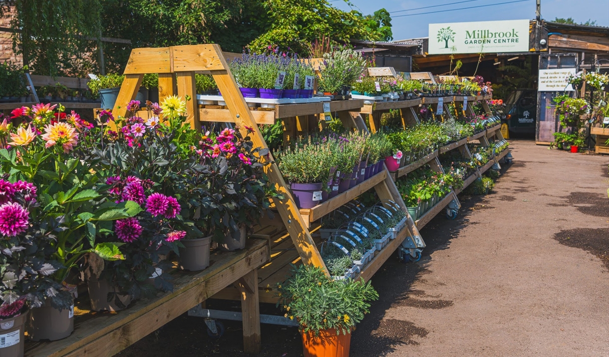 Millbrook Garden Centre near Monmouth  plants outside