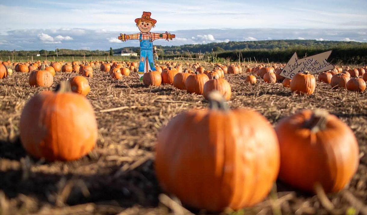 pumpkin patch field with pumpkins