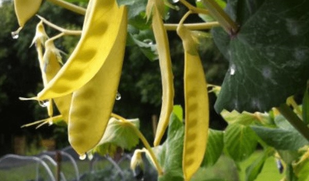 Photo of seed pods