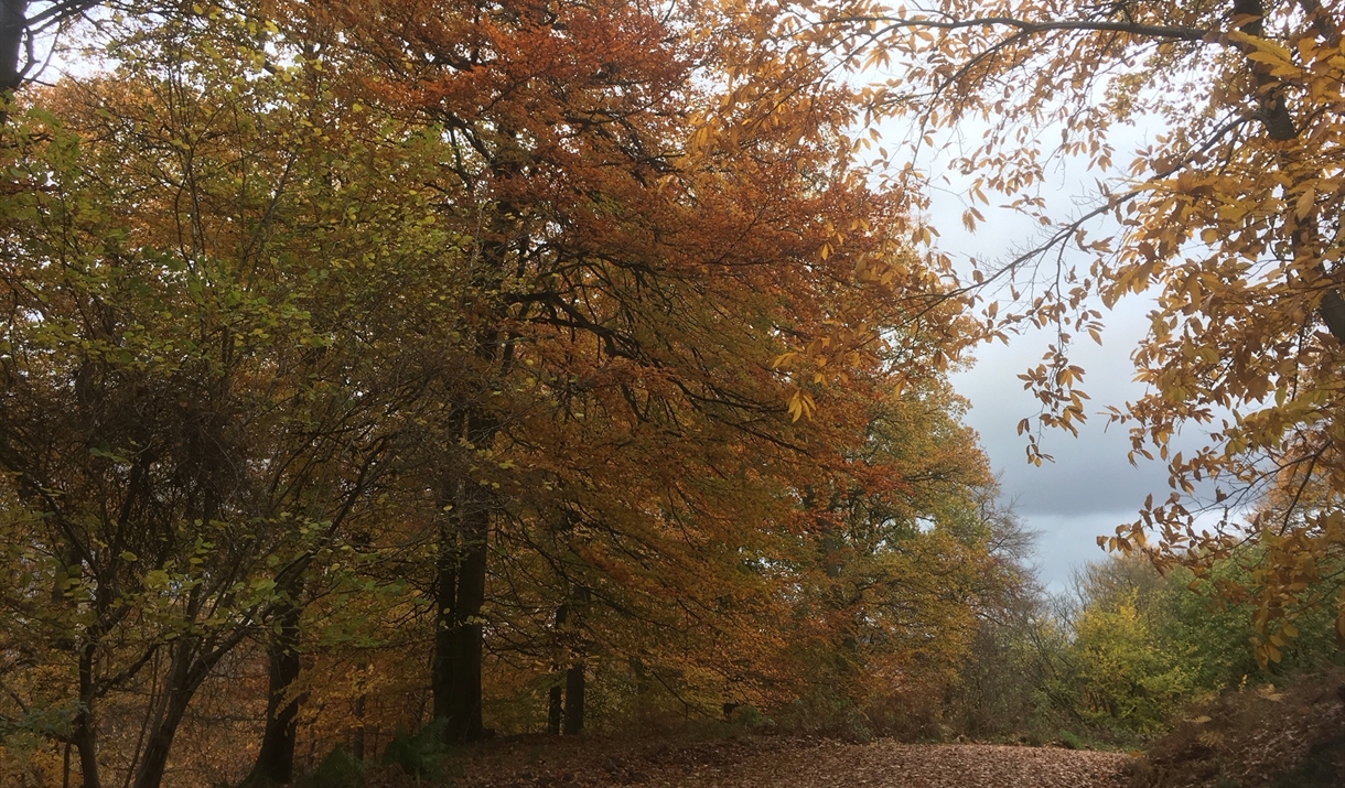 Stunning woodlands view in monmouthshire  -autumn colours of brown and red leaves