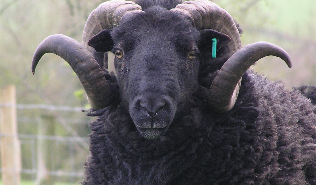 Black Welsh Lamb