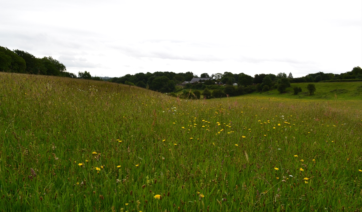Brockwells Meadows nature reserve