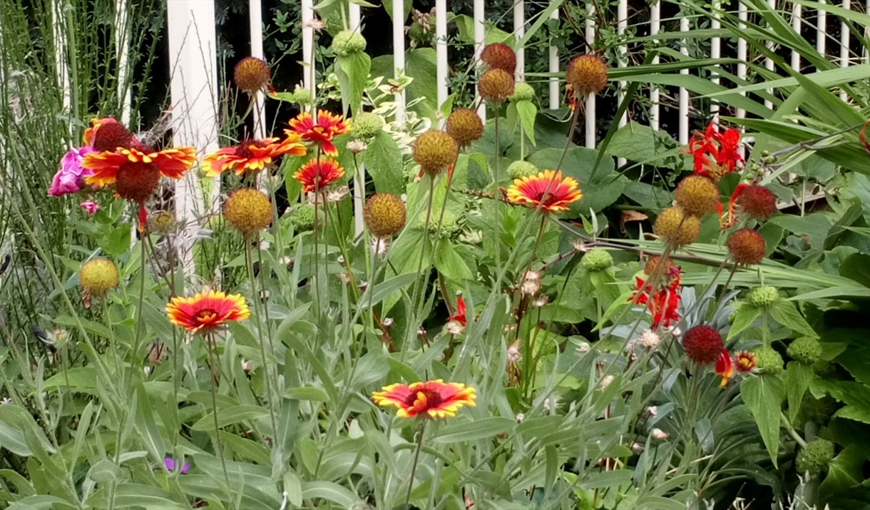 Image of colourful flowers in Chepstow Library Garden