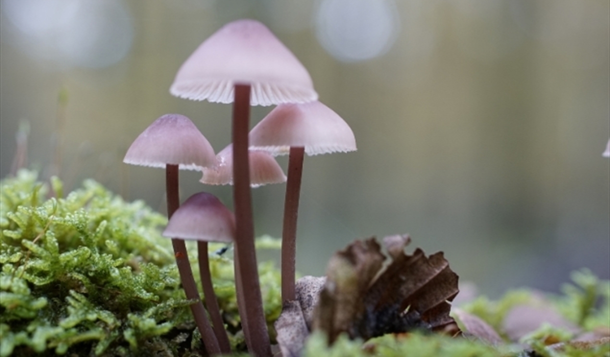 Llandegfedd Lake Autumn fungi walk
