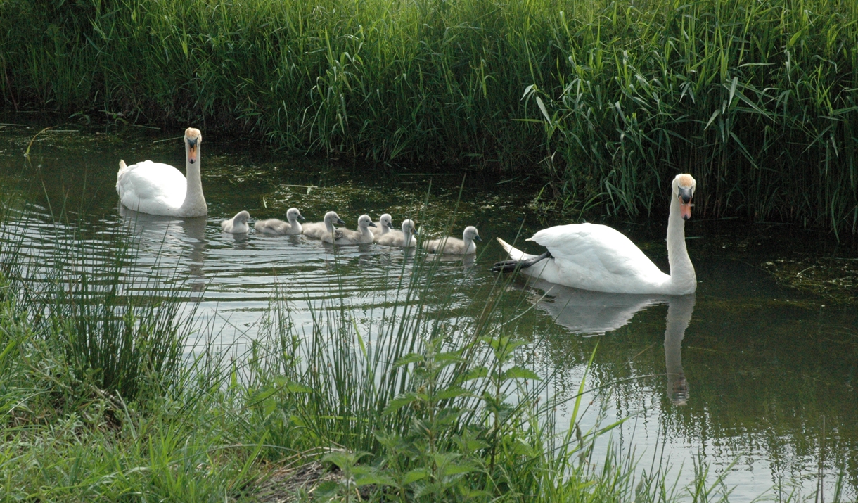 Magor Marsh