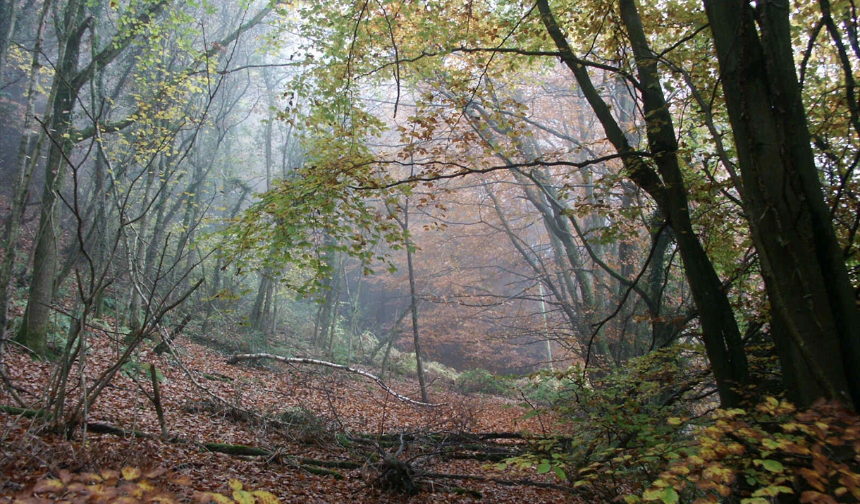 Margaret's Wood (Lauri MacLean)