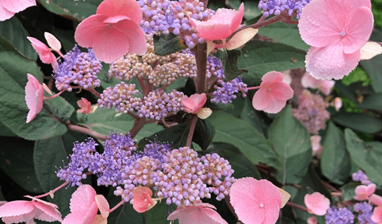 Photo of a pink and blue hydrangea