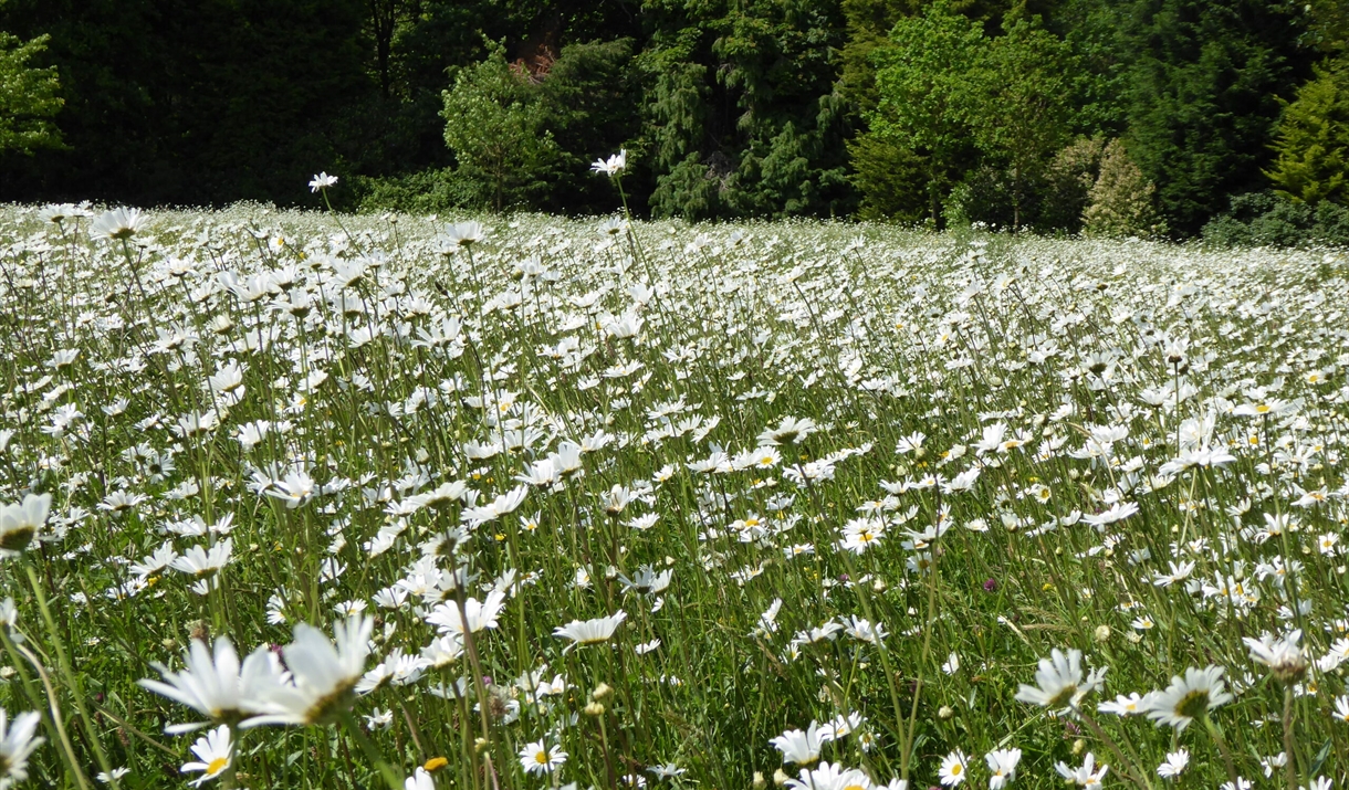 Meadow