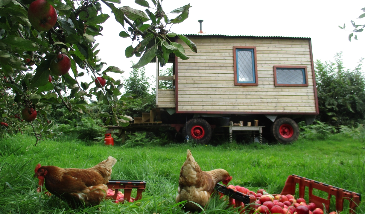 Orchard Wagon