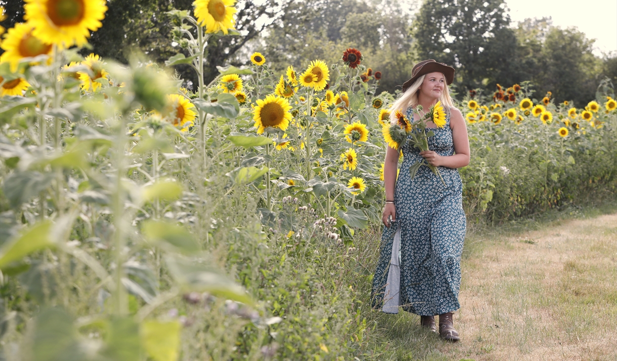 sunflower field in raglan monmouthshire with lady walking in pretty dress with sunflowers in her hands