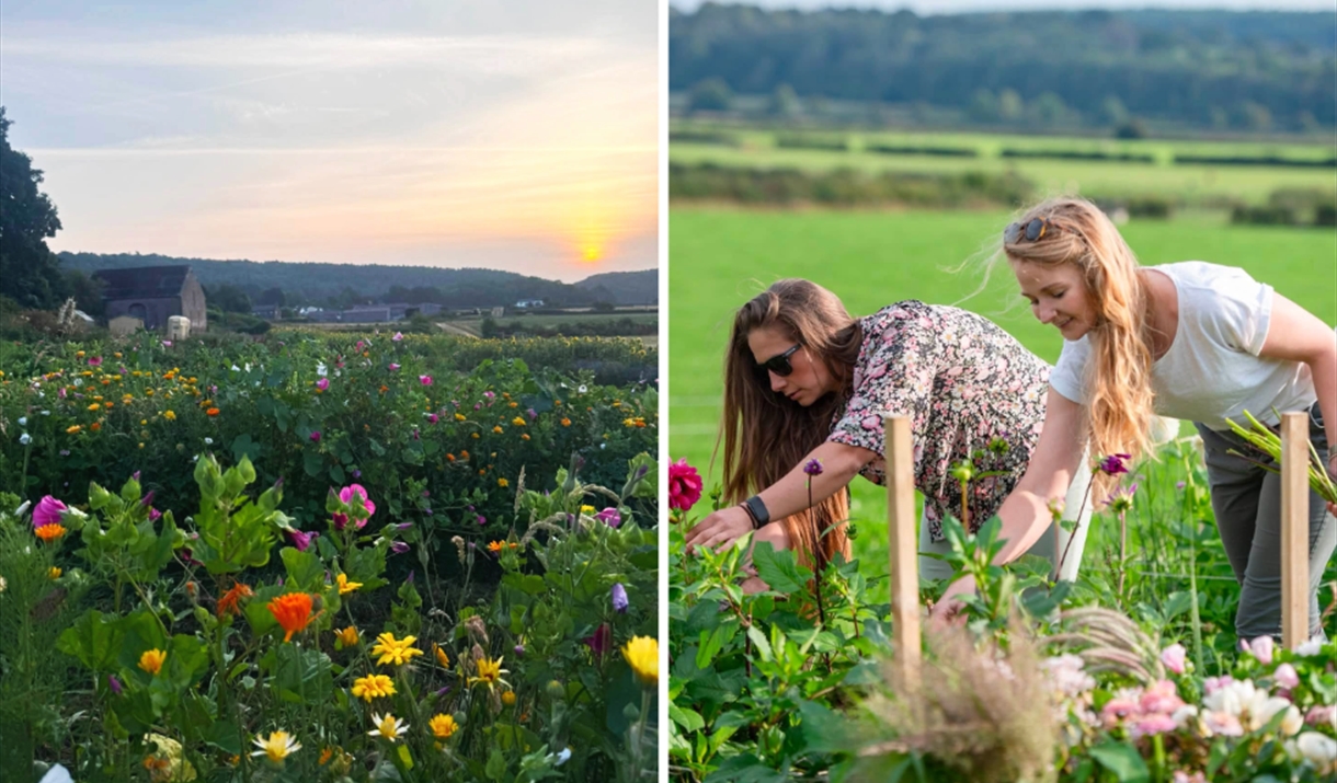 flower fields in monmouthshire as people pick and enjoy the flowers