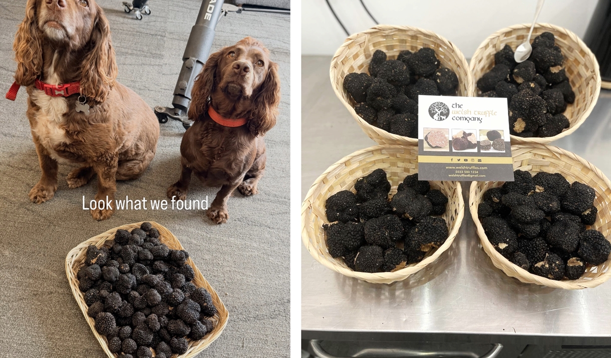 The Welsh Truffle Company