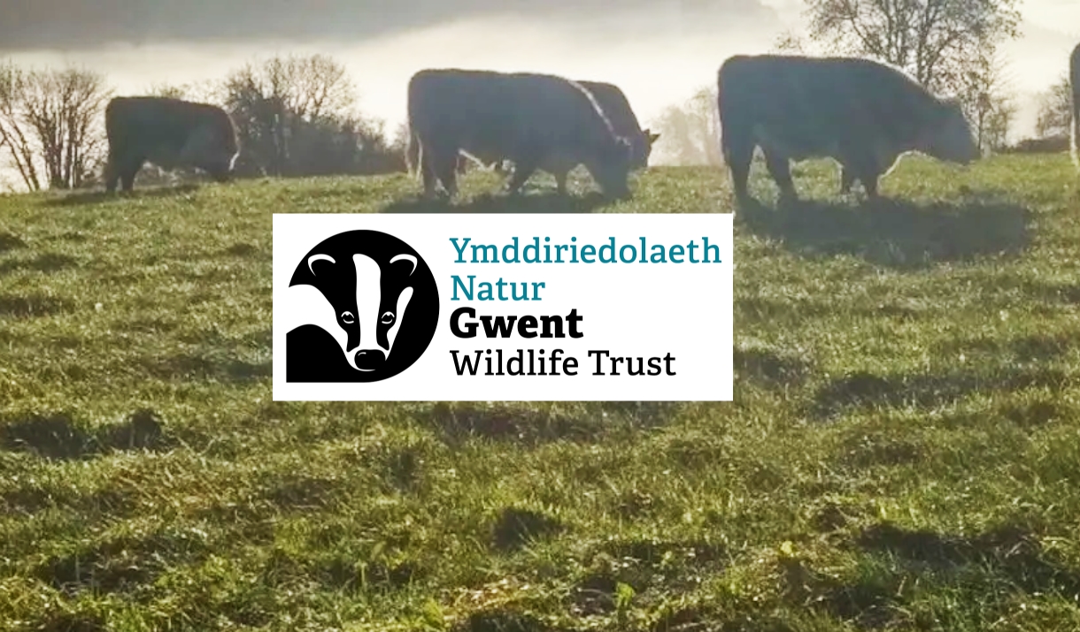 cattle graze in field managed by gwent wildlife trust