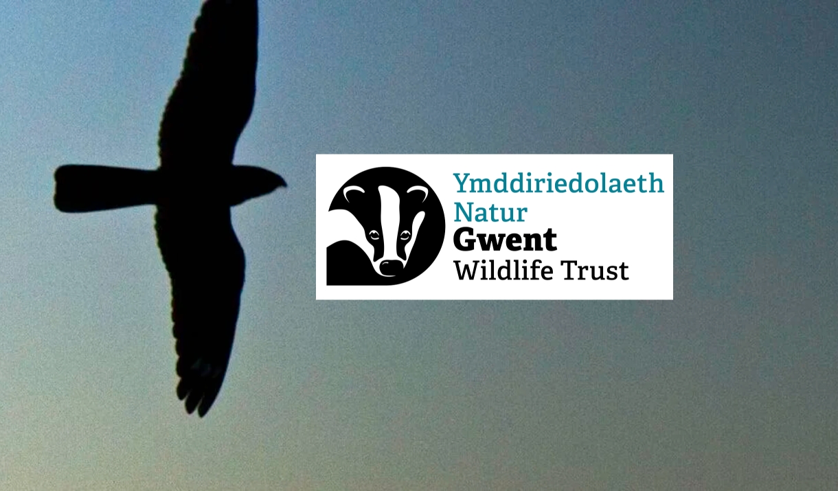 Gwent Wildlife Trust Nightjars fly in dark sky over monmouthshire wildlife trust