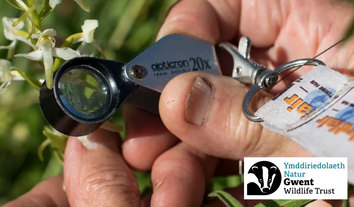 small hand microscope looks at orchid in monmouthshire meadows