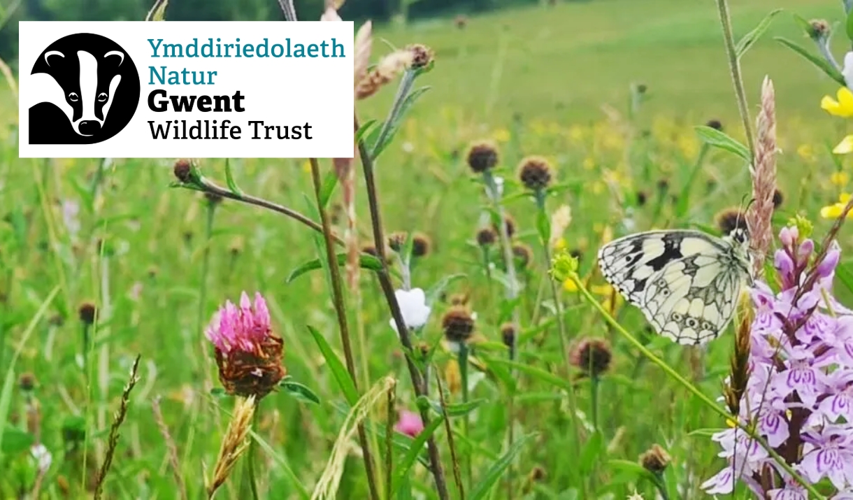 gwent wildlife trust meadow in monmouthshire / gwent showing flowers and butterflys