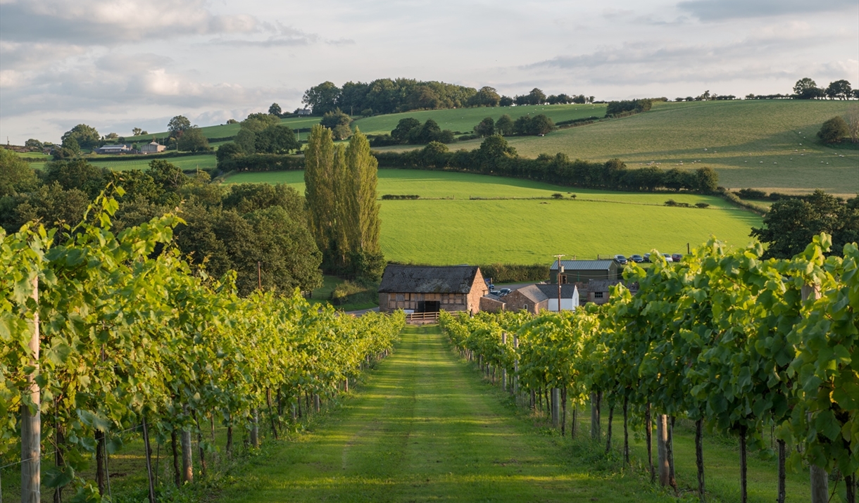 White Castle Vineyard